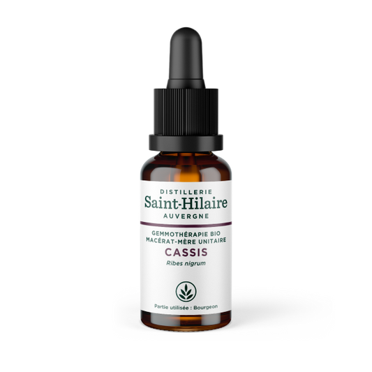 Macérat de cassis bio - 1